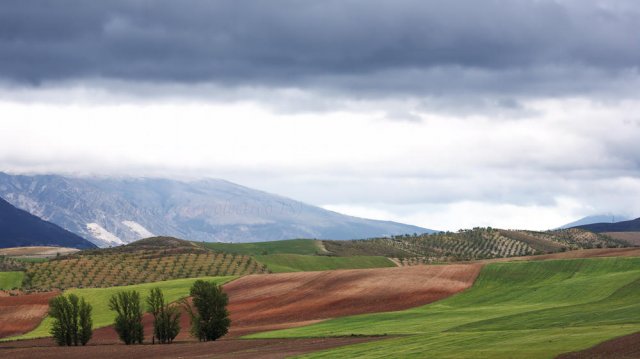 Coleres de primavera