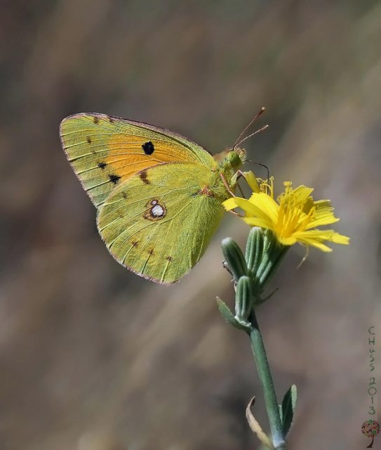 Colias croceus