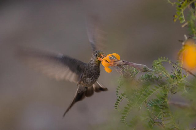 Colibri