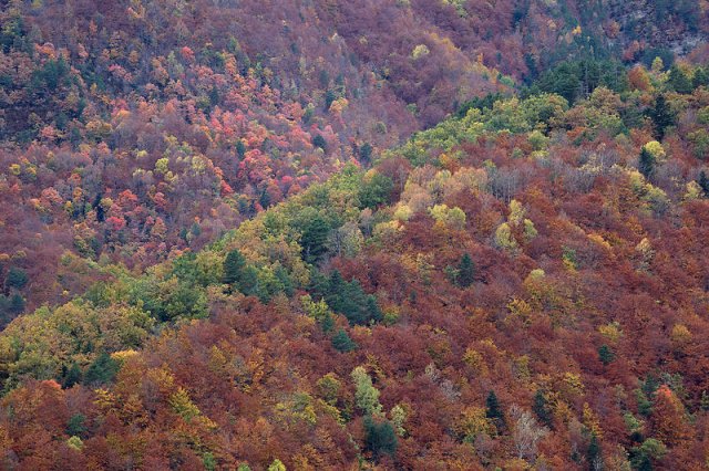 Colores de otoño sin agua