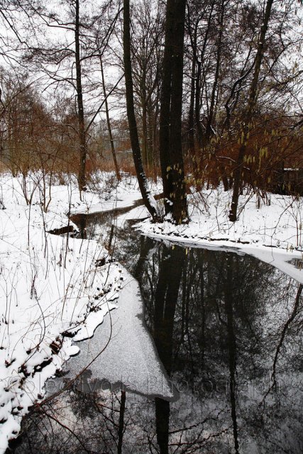 Colores invernales II