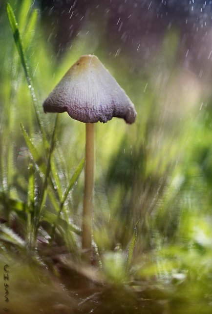 Coprinus bajo la lluvía