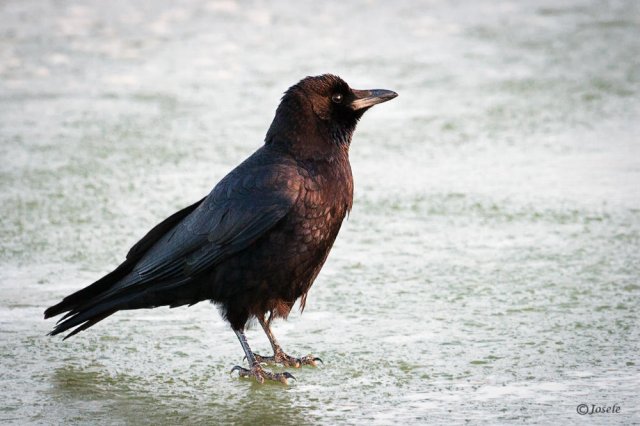 Corneja negra (Corvus corone)