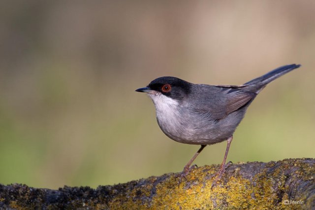 Curruca cabecinegra