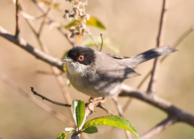 Curruca cabecinegra