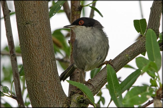 Curruca cabecinegra (Sylvia melanocephala)