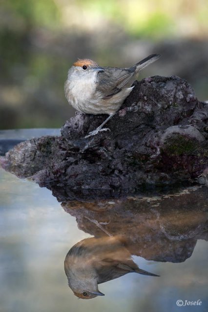 Curruca capirotada hembra II