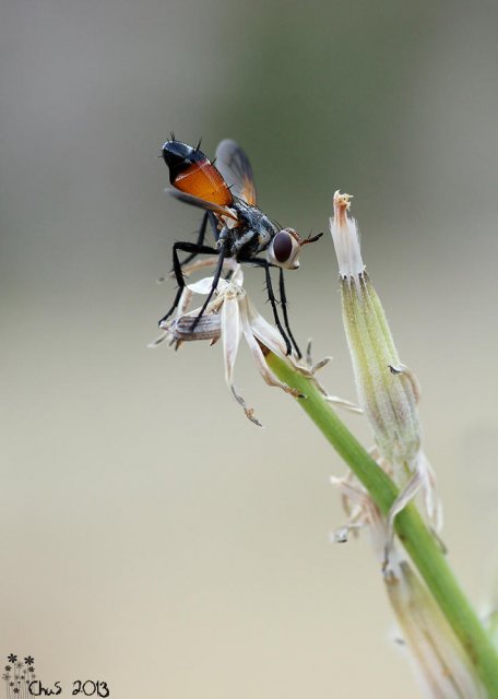 Cylindromyia pilipes 