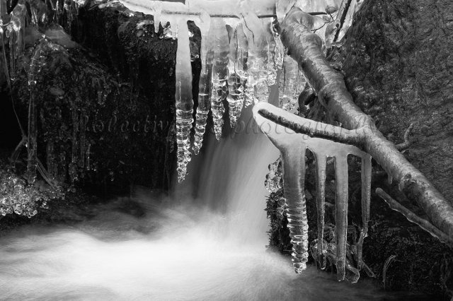 Detalle en blanco y negro