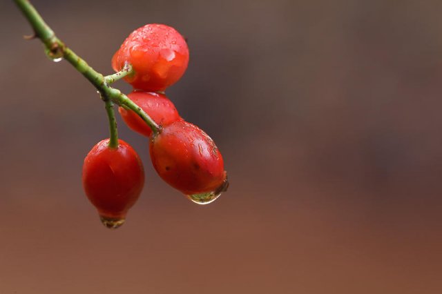 Detalles de otoño