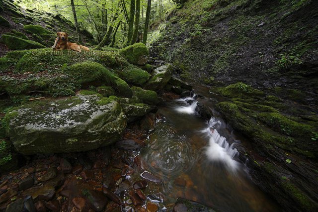 Día de verde y agua II