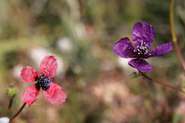 Dos amapolas