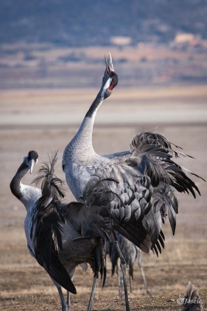 El baile del Grus Grus