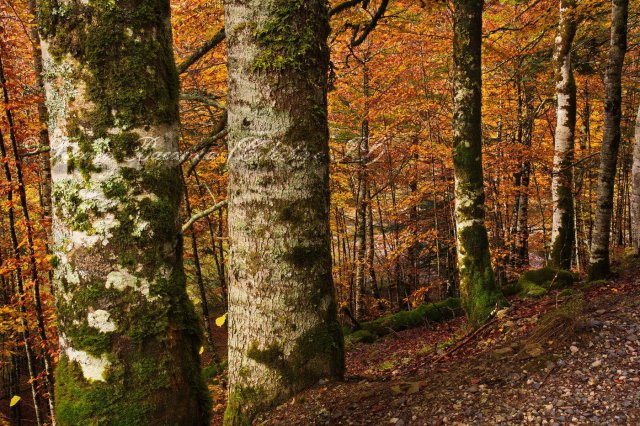 El bosque enrejado