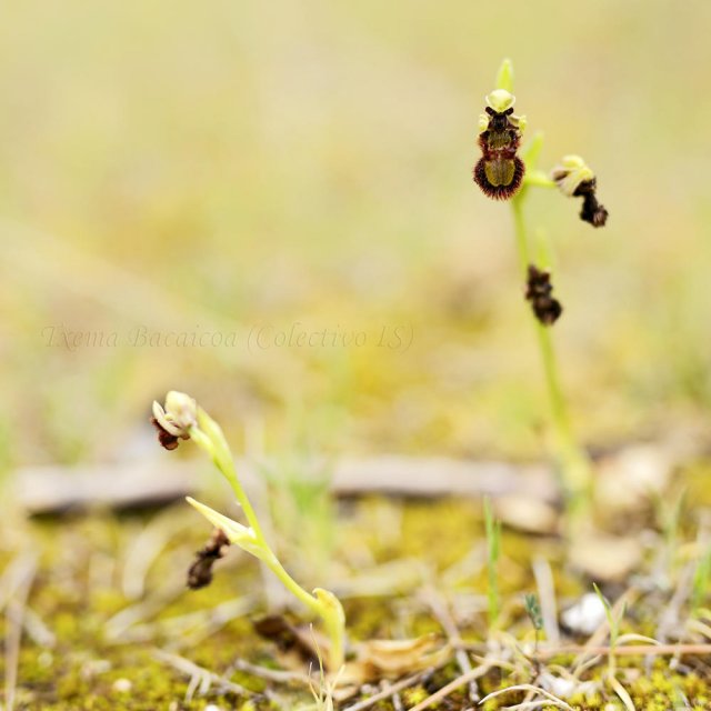 El engaño de la orquídea