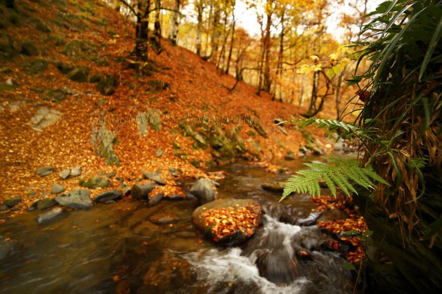 El otoño