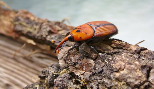 El Picudo Rojo (Rhynchophorus ferrugineus)