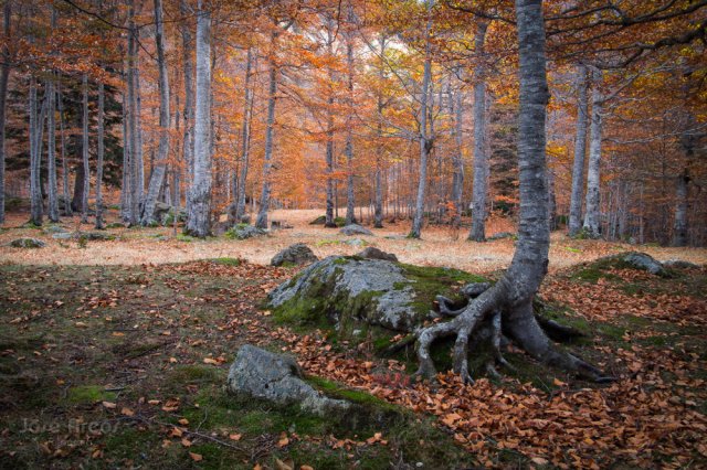 El placer del otoño