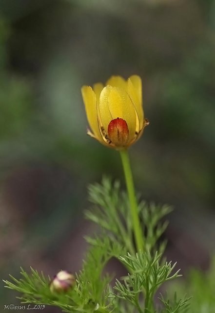 El renículo (Adonis microcarpa)