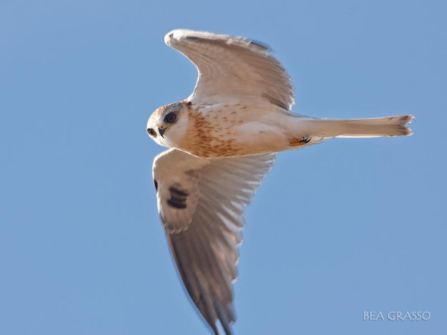 El Vuelo del Milano Blanco