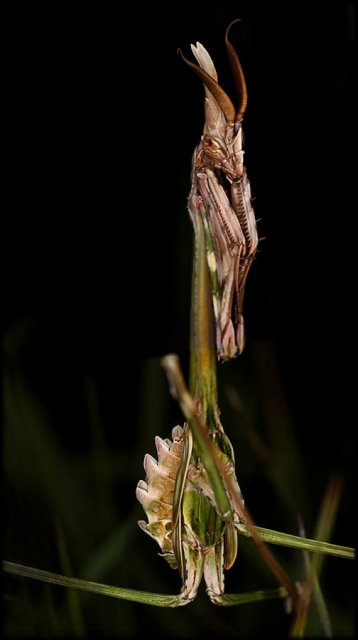 Empusa pennata