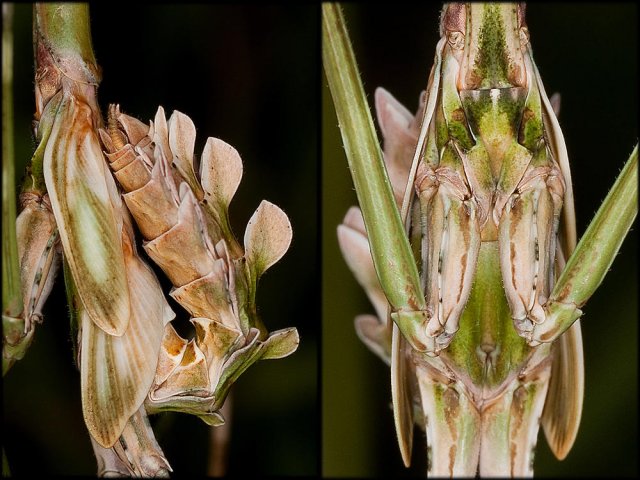 Empusa pennata - D1