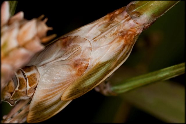 Empusa pennata - D2