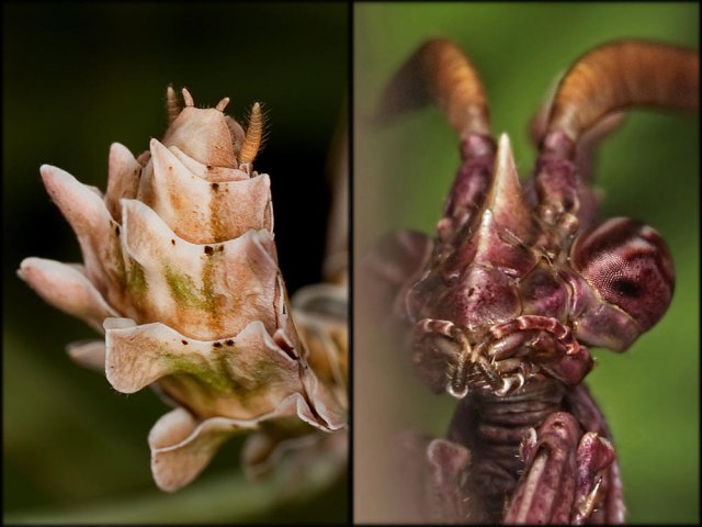 Empusa pennata - D3