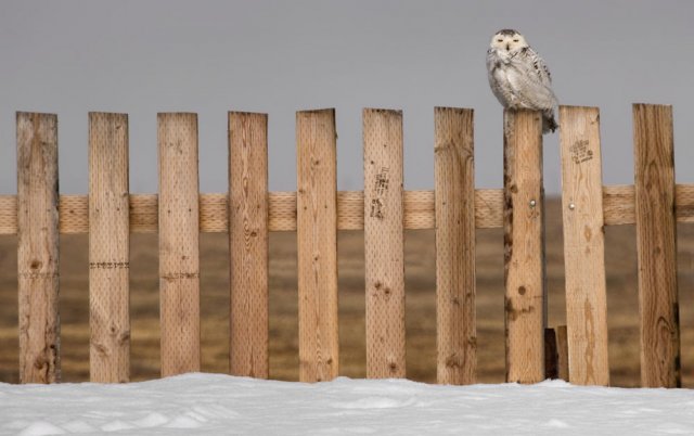 En el octavo poste (Snowy Owl)