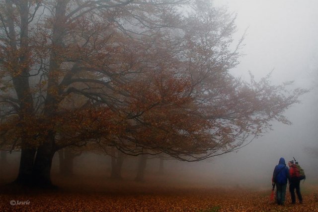 Entre niebla