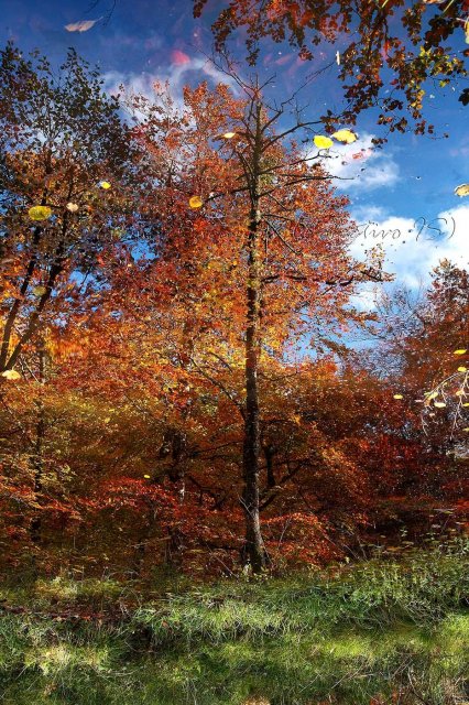 Erase una vez el otoño