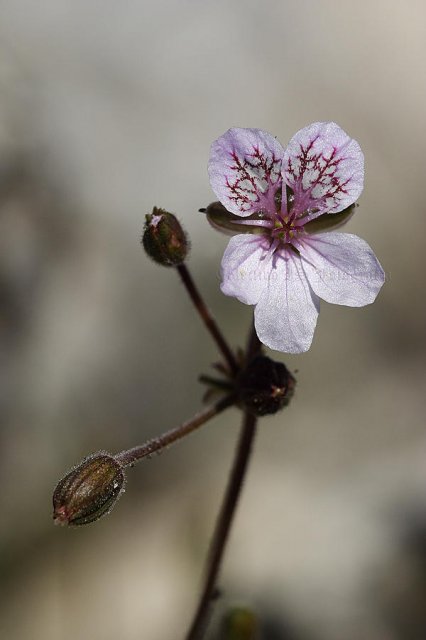 Erodium