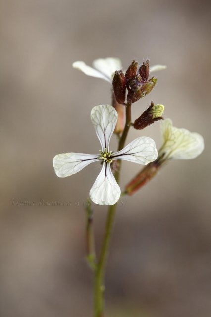 Eruca vesicaria (Rucula) a 1400 de lado mayor