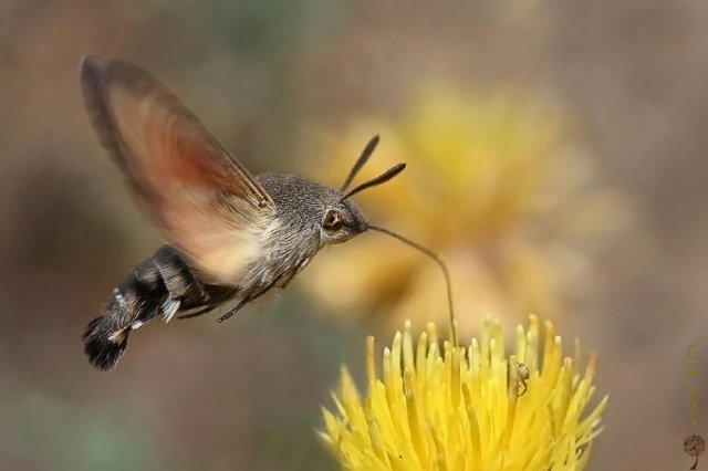 Esfinge colibrí