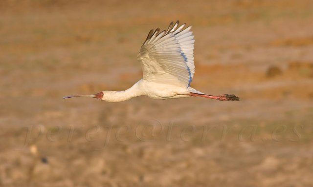 Espátula Africana