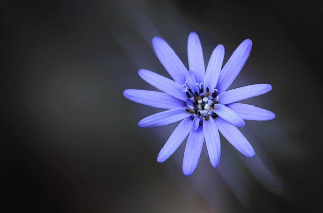 Estrella azul