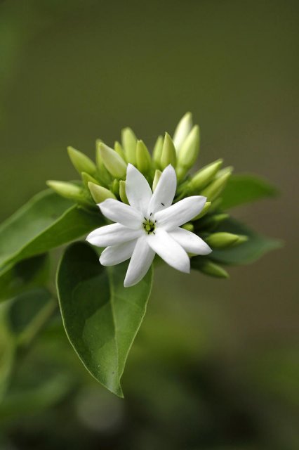 Estrella blanca