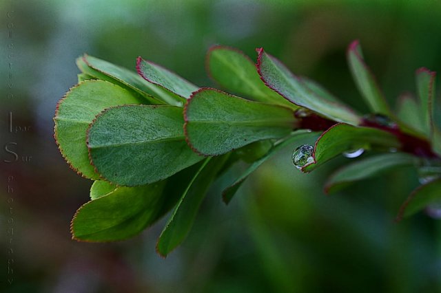 Euphorbia