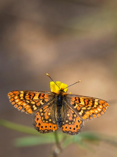 Euphydryas aurinia