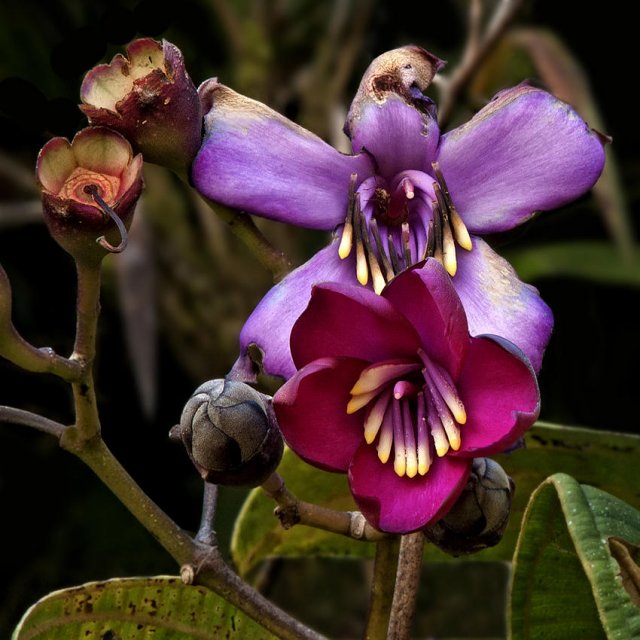 Extraña flor