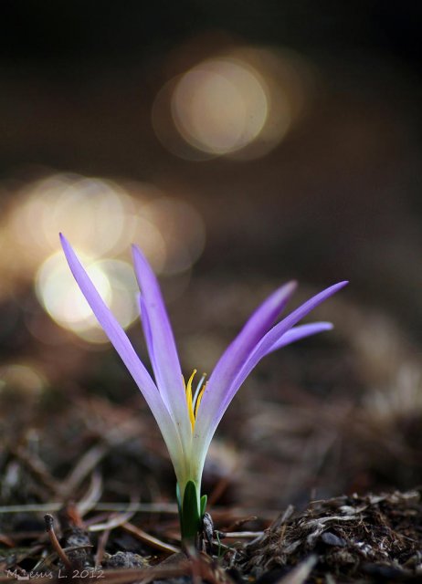 Falso Azafran (Crocus)