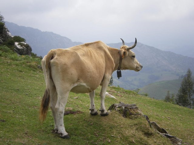 Fauna más típica de Asturias