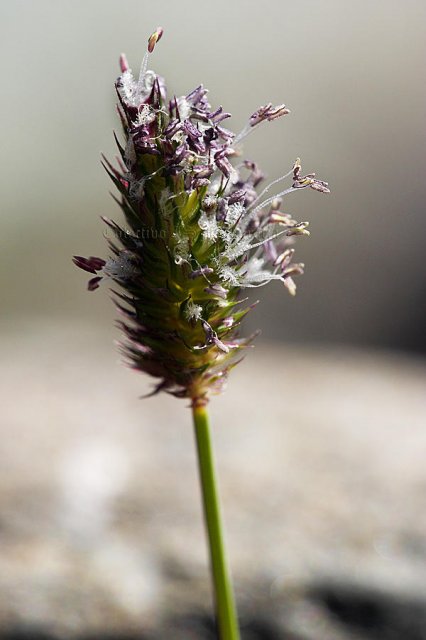 Festuca