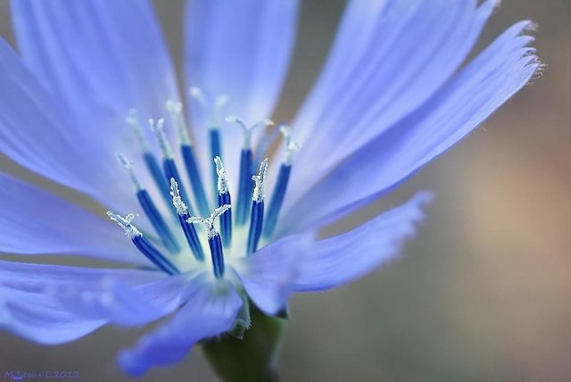 Flor de achicoria