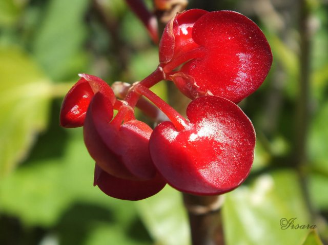 Flor de Begonia