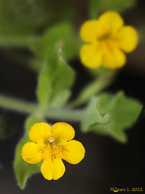 Flor de manantial