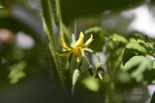 Flor de tomaquera