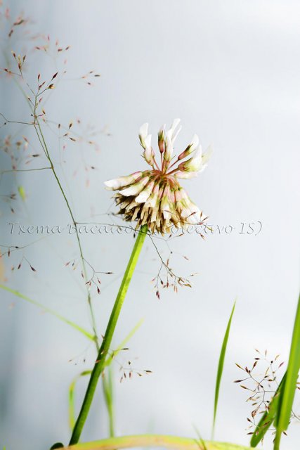 Flor de trébol y otras hierbas