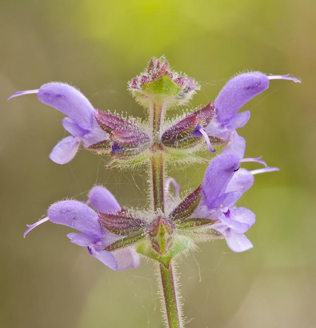 Flora