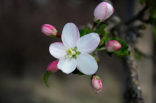 Flora de Baga